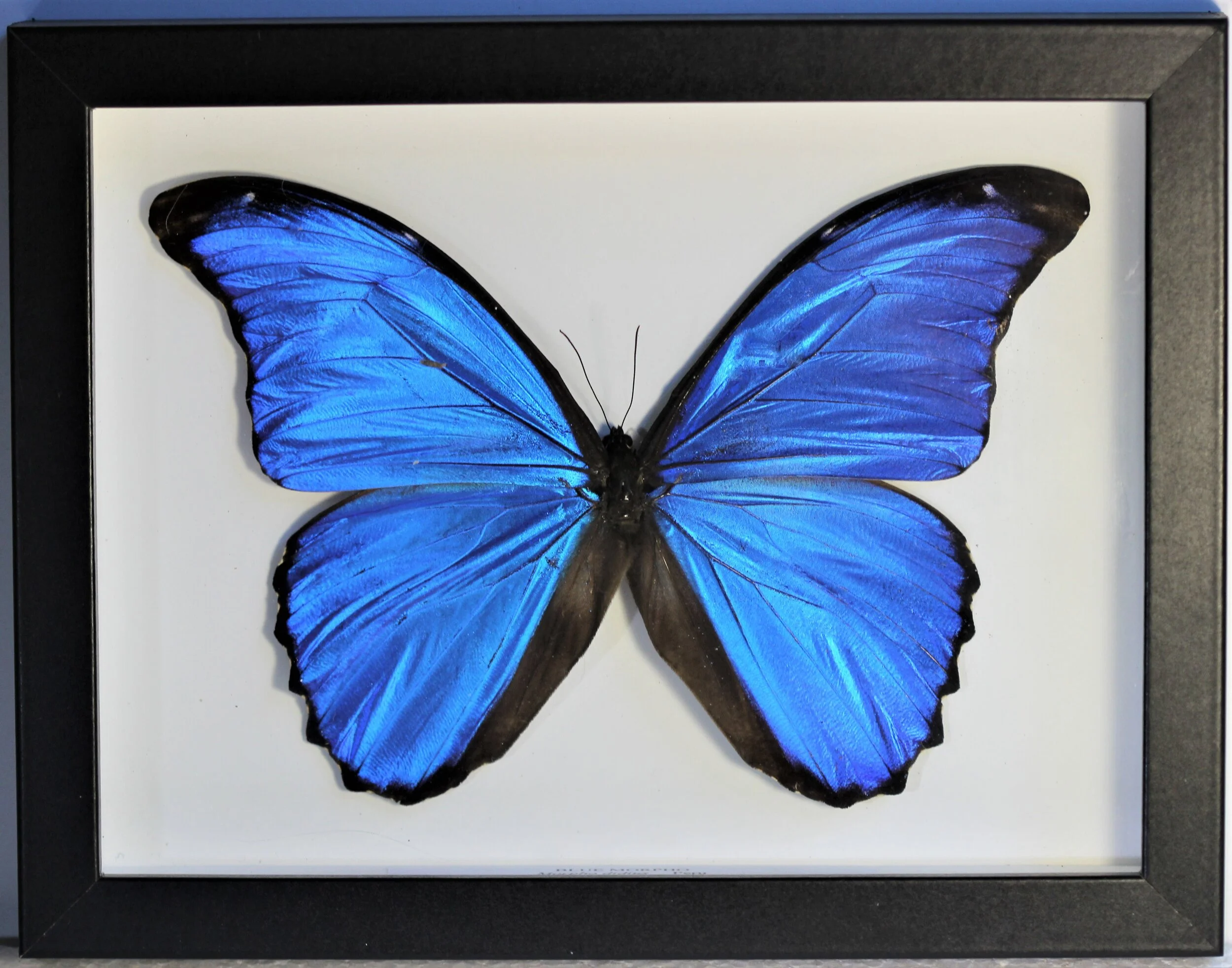 モルフォブルー Blue Morpho Butterfly — MartinsButterflyWorld